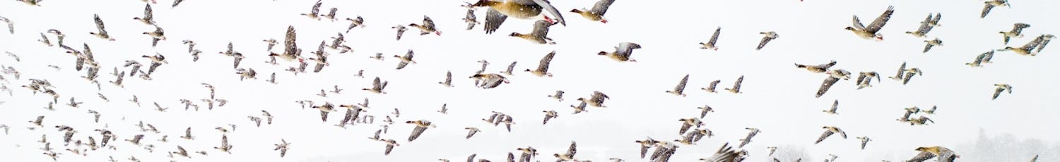 198537 Gäss i flykten.